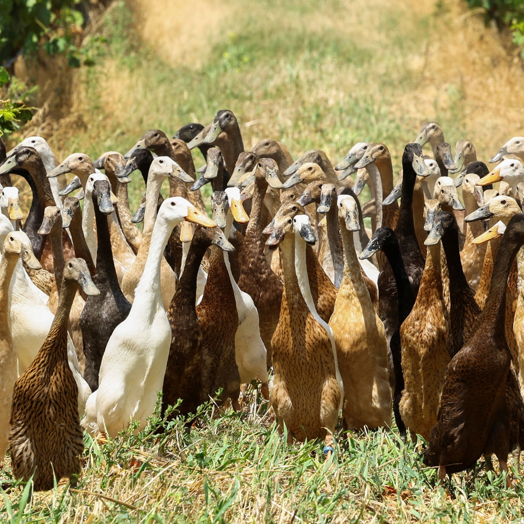 Watch these ducks patrol a South African vineyard