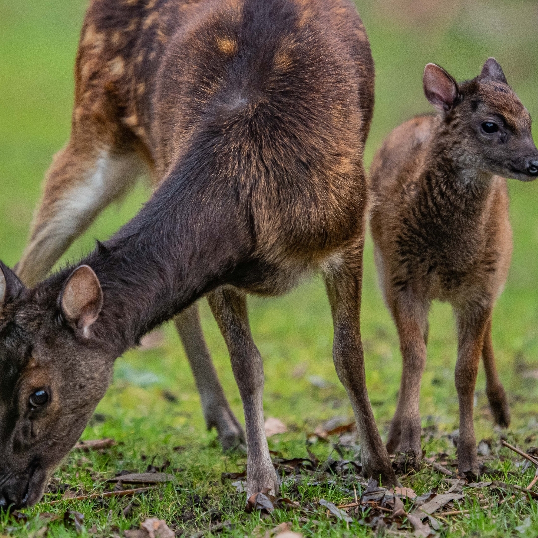UK zoo announces birth of one of world's rarest deer species