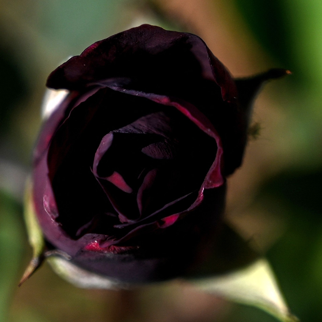 The black roses said to only grow in one Turkish town