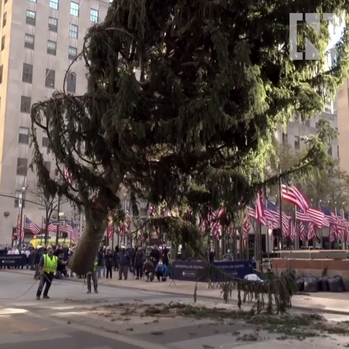 World's most famous Christmas tree selfisolating in NYC