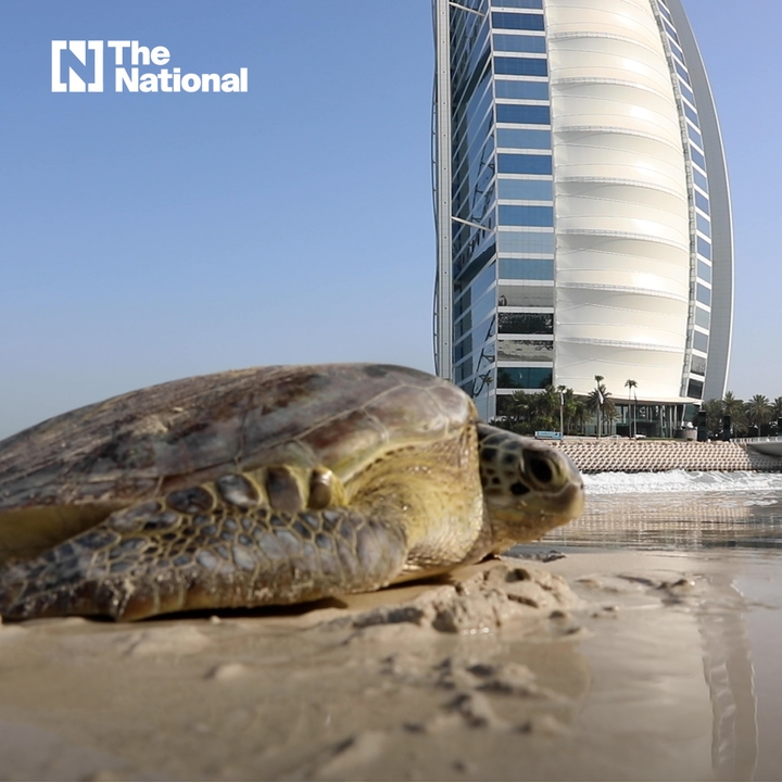 Dubai's turtle sanctuary says goodbye to 30 longterm residents