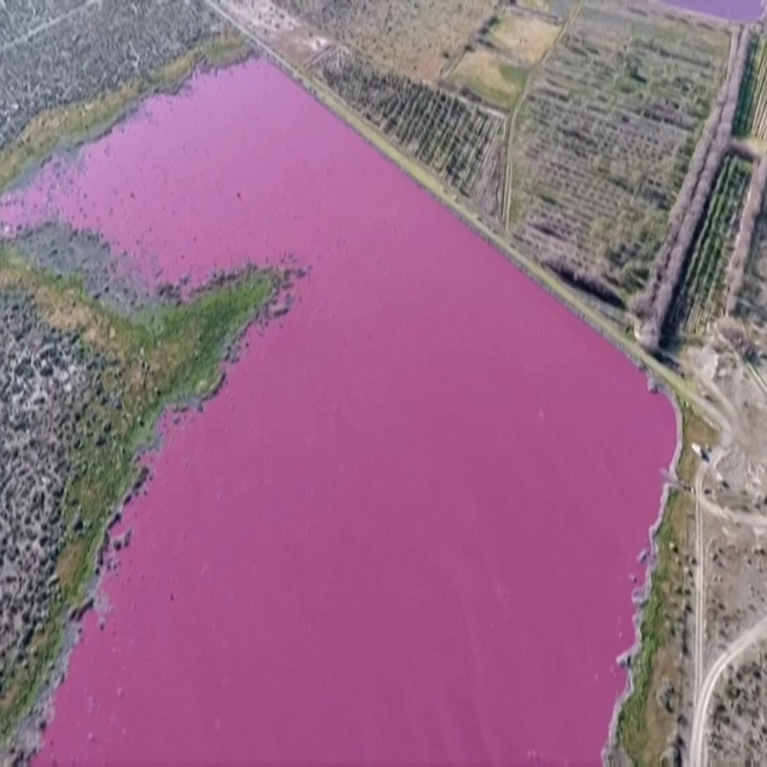 Pink Pollution Argentina lakes turn neon pink in extraordinary phenomenon