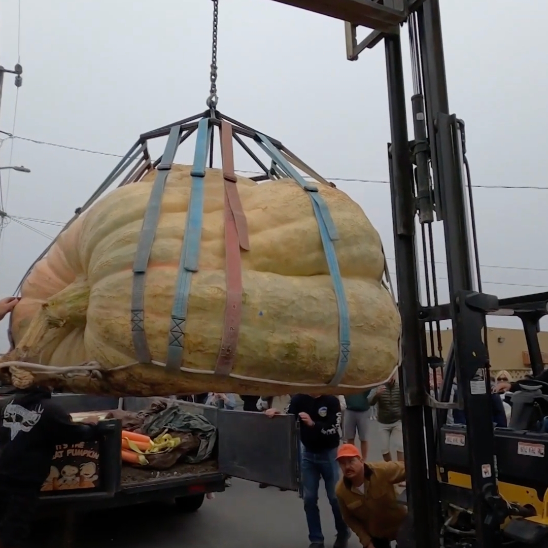 Minnesota farmer grows biggest pumpkin in North America, weighing 1.2